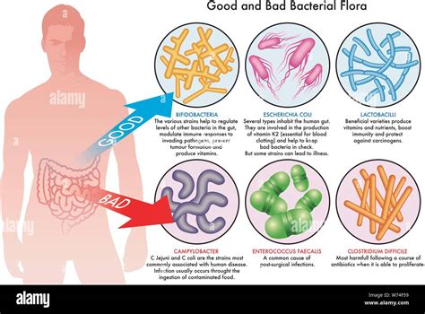 Good Bacteria Vs Bad Bacteria Graph.