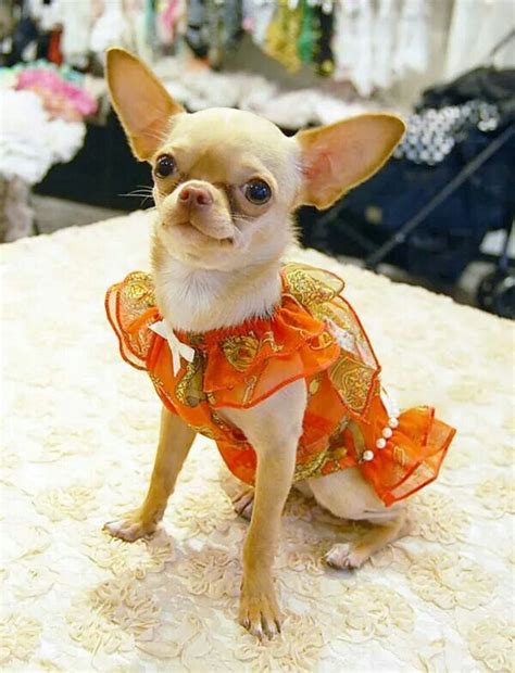 Pin by Kath L on Chihuahua's | Chihuahua love, Dog clothes patterns, Chihuahua