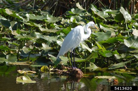 Great Egret (Ardea alba)