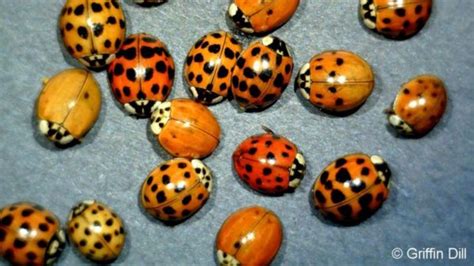 How to keep ladybugs out of your home this winter | WGME