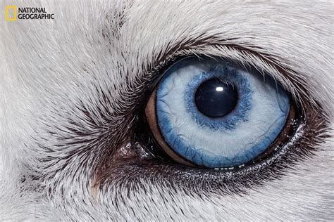 These Extraordinary Close-Up Photos Of Animal Eyes Look Out Of This World | Wolf eyes, Animal ...