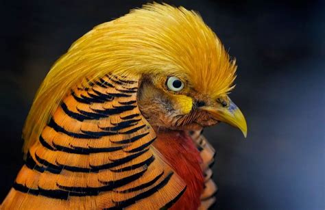 Exotic Birds That Will Leave You Absolutely Speechless - Blogging.org