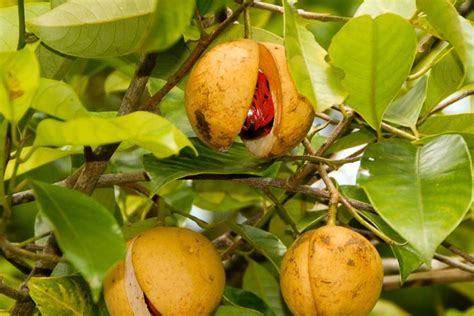 Berita Buah Pala Menurunkan Tekanan Darah Tinggi Terbaru Hari Ini - Sajian Sedap