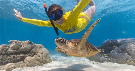 Cape Tribulation Snorkel Trip With Ocean Safari | RTW Backpackers