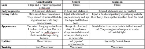 How Dangerous Is A Camel Spider Bite? - Online Pest Control