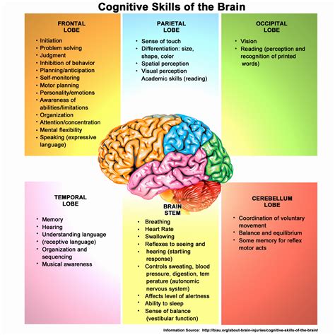 √ 20 Piaget 4 Stages Of Cognitive Development Chart ™ | Dannybarrantes Template