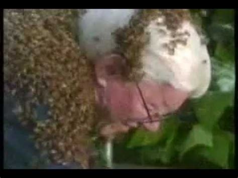 Killer bees attacking - YouTube