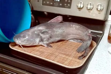 Can You Eat Catfish Skin? Here's What You Need to Know