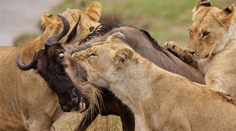 Comment le Lion chasse-t-il ? | Lion Royaume