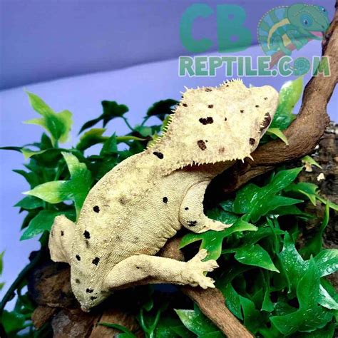 Dalmatian crested gecko for sale online | dalmatian crested geckos