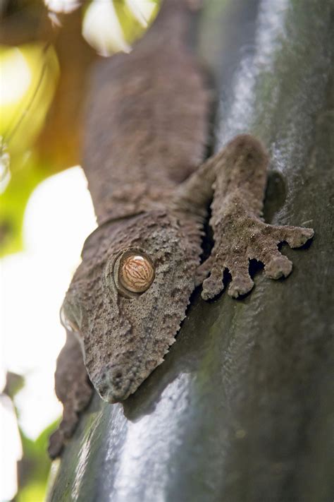 Giant leaf-tailed gecko | Cute gecko, Cute reptiles, Gecko