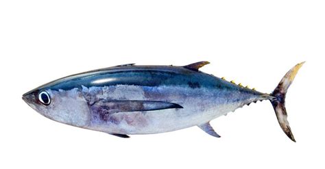 Albacore Tuna | Incredible Facts, Pictures | AZ Animals