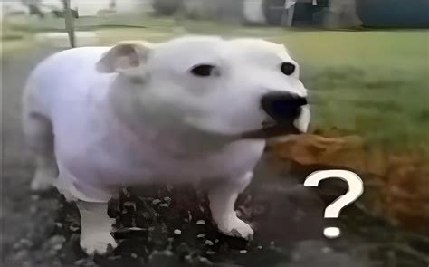 Huh Dog Memes - Imgflip