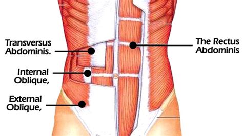 External Oblique Muscle