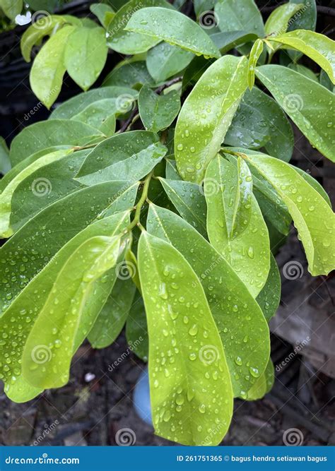 The Fresh Leaves of the Soursop Tree are Full of Health Benefits Stock Image - Image of herbal ...