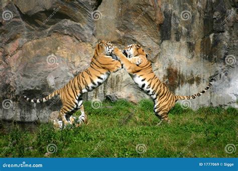 Tiger fight stock image. Image of africa, fight, cats - 1777069