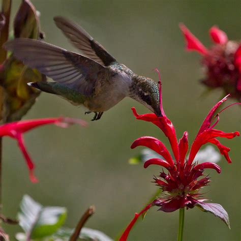 Hummingbird Feeding Photograph by Kristine Patti