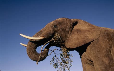 African Elephant | Species | WWF