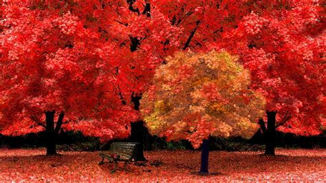 Red Autumn Leaves - Wallpaper, High Definition, High Quality, Widescreen