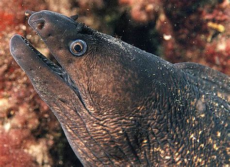 Muréna obecná Muraena helena Mediterranean moray - Mořské ryby