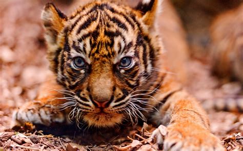Cute Baby Tiger Wallpaper (68+ images)