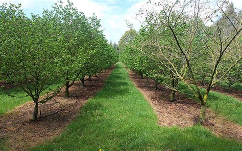 Hazelnut Trees Growing