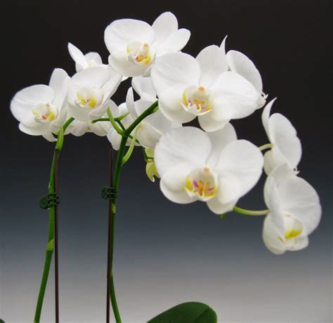 Mother's Day Orchid Flowers | Orchidaceous! Orchid Blog