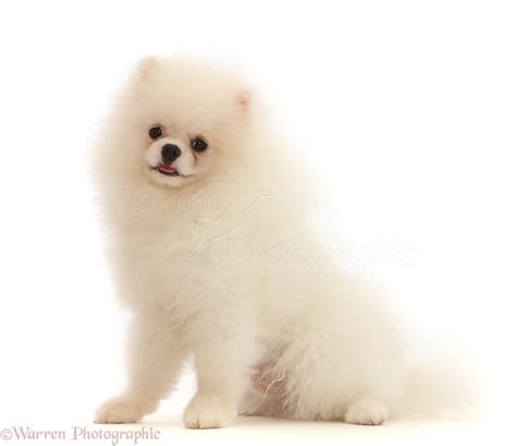 White Pomeranian dog photo WP45937