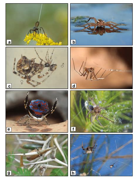 Ecology and behavior. (A) A ballooning spider—numerous spiders can... | Download Scientific Diagram