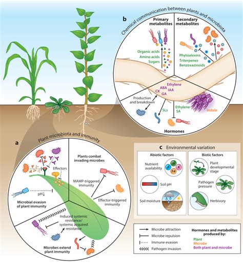 Review. The plant microbiome: From ecology to reductionism and beyond (Annu. Rev. Microbiol ...