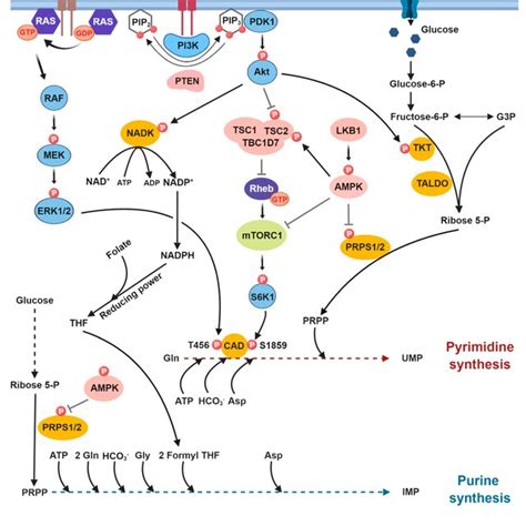 The de novo pyrimidine and purine synthesis pathways. (A) Schematic of... | Download Scientific ...