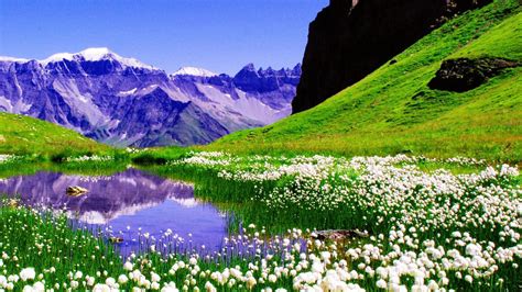 Lake Surrounded By White Spring Flowers With Reflection On Water HD Spring Background Wallpapers ...