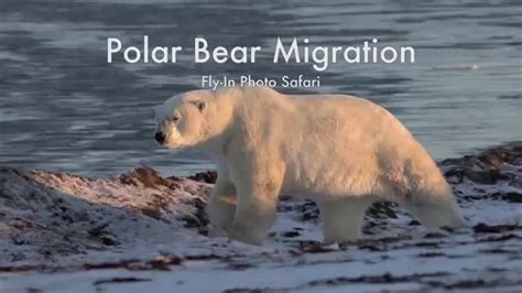 Polar Bear Migration Fly-In Safari - Arctic Kingdom - YouTube