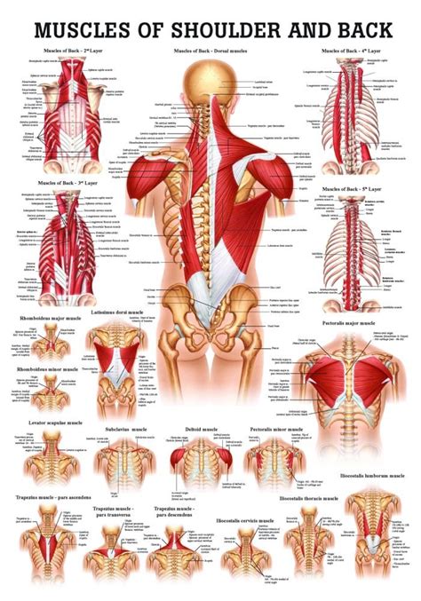 Muscles of the Shoulder and Back Laminated Anatomy Chart: Amazon.com: Industrial & Scientific