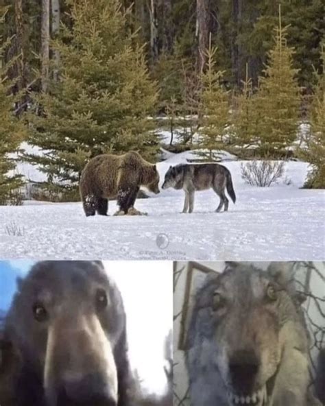 bear vs wolf Memes - Imgflip