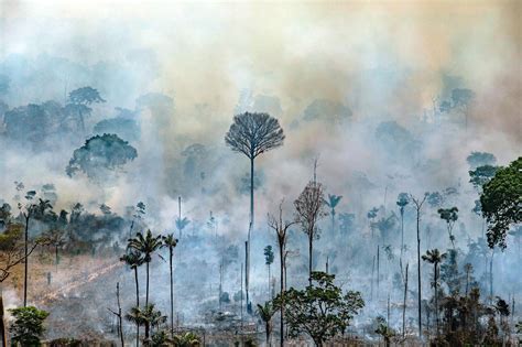 Amazon Fires: Crisis Mobilization Update | Rainforest Alliance