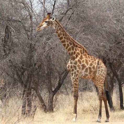 South African giraffe - Facts, Diet, Habitat & Pictures on Animalia.bio