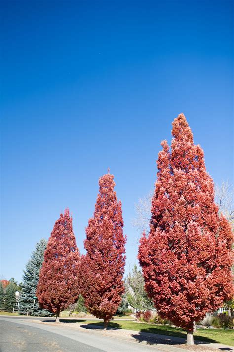 OAK CRIMSON SPIRE COLUMNAR For Sale in Boulder Colorado