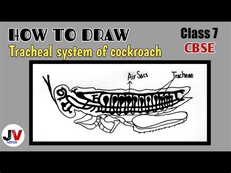 tracheal system of cockroach diagram| respiratory system of cockroach diagram - YouTube