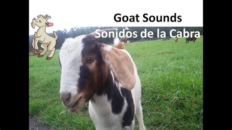 Goat Sounds, Goat Pictures, The Sound A Goat Makes, Animal Sounds - Sonido de la Cabra, Animales ...