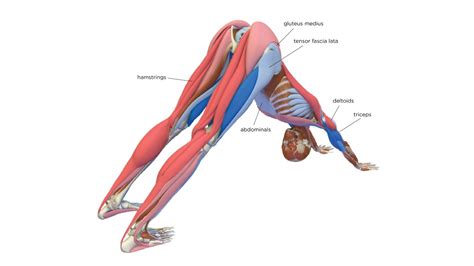 Downward-Facing Dog: How to Practice Adho Mukha Svanasana