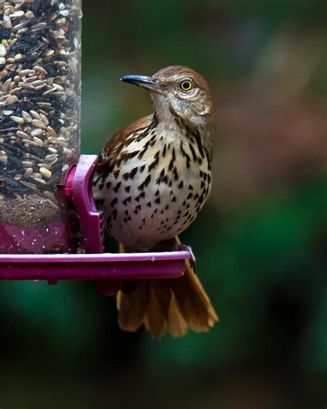 Brown Thrasher - State Bird of Georgia Photograph by Robert L Jackson - Pixels