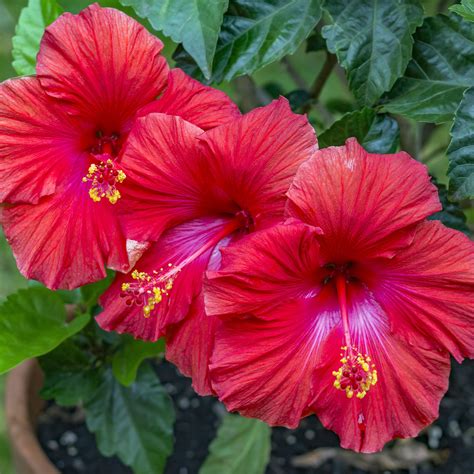 Indoor Hibiscus Tree Pruning - 2sketchers4you