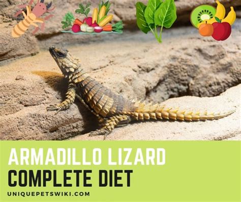 Armadillo Lizard Diet: Complete A-Z Food List For Armadillo lizard