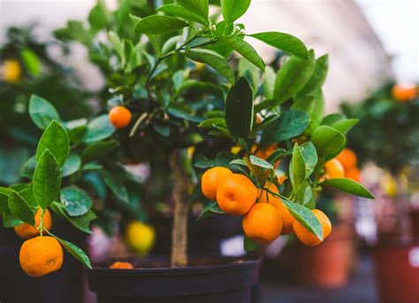 10 Indoor Fruit Trees You Can Grow at Home Year-Round - Bob Vila