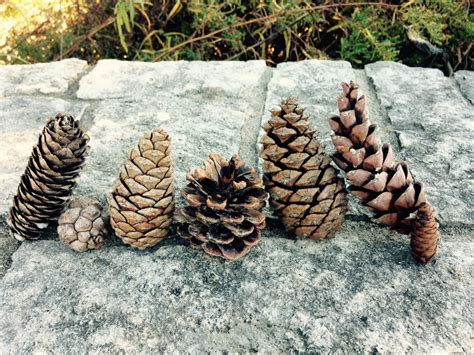 Pine Cone Botany For Beginners - Dyck Arboretum