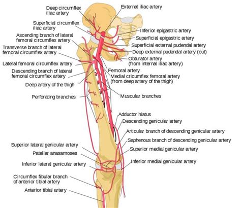 Adductor hiatus - Alchetron, The Free Social Encyclopedia