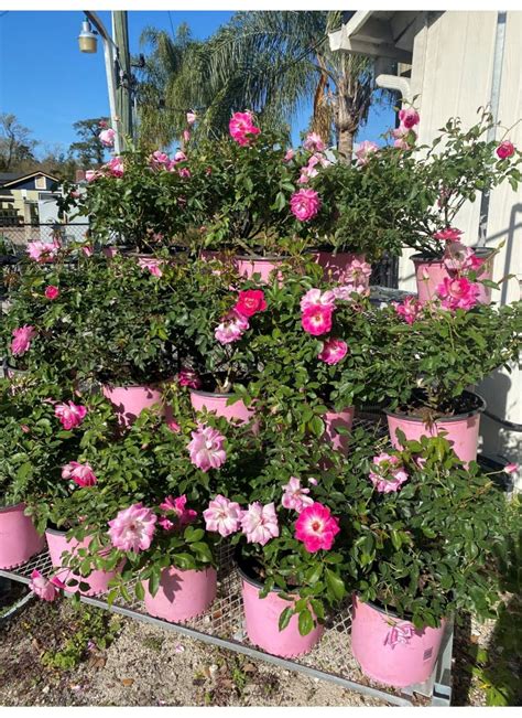 Rose Bush | Liberty Landscape Supply