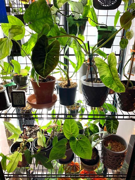 Convert Ikea Milsbo cabinet into greenhouse