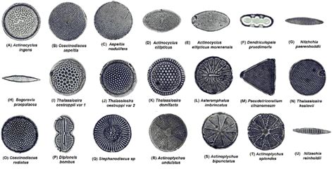 Species of diatoms used in this study. | Download Scientific Diagram